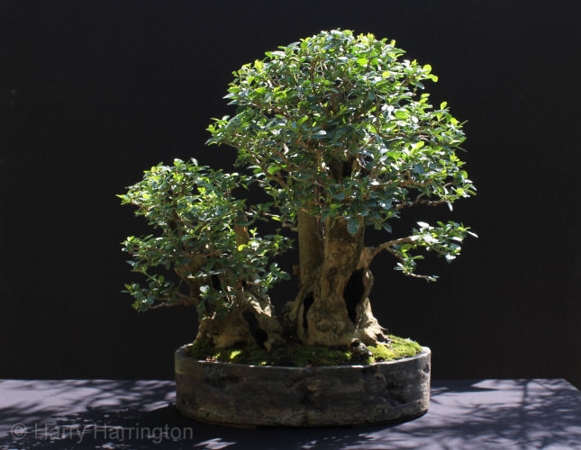 privet bonsai